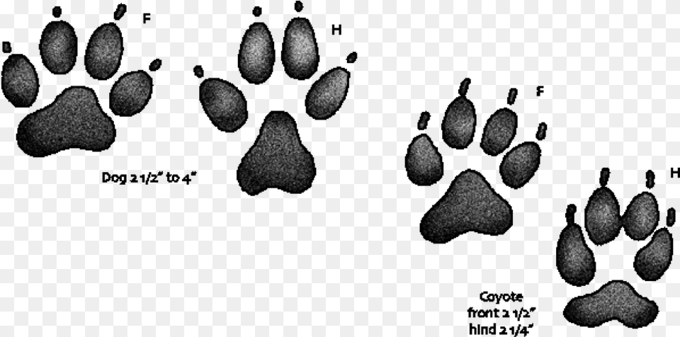 Dog Paw Prints Coyote Paw Compared To Dog Paw Png Image