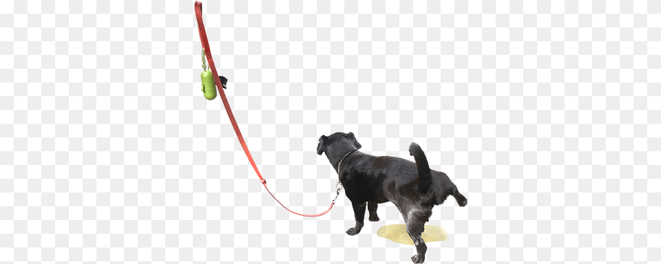 Dog Pee Dogpee Dogs Pet Animal Funny Funnydog Dogsofpic, Accessories, Strap, Canine, Mammal Free Transparent Png