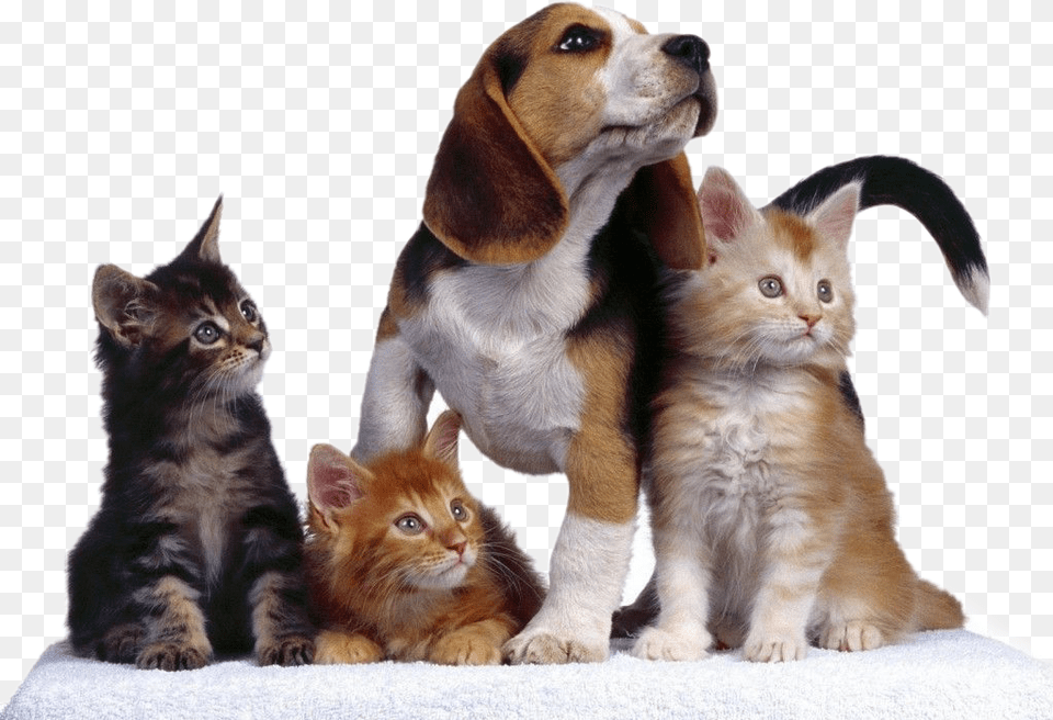 Dog Perros Gatos Cat Mascotas Perros Perros Y Gatos, Animal, Canine, Kitten, Mammal Png