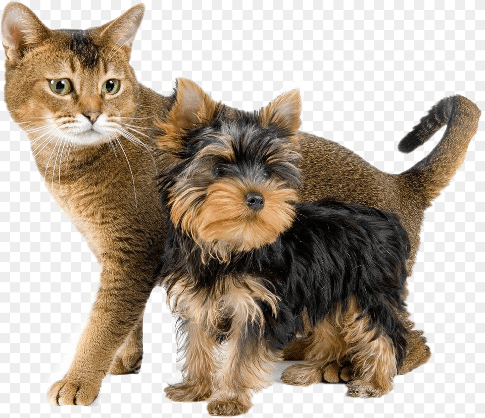 Dog Perros Gatos Cat Mascotas Yorkshire Terrier And Cat, Animal, Pet, Canine, Mammal Png