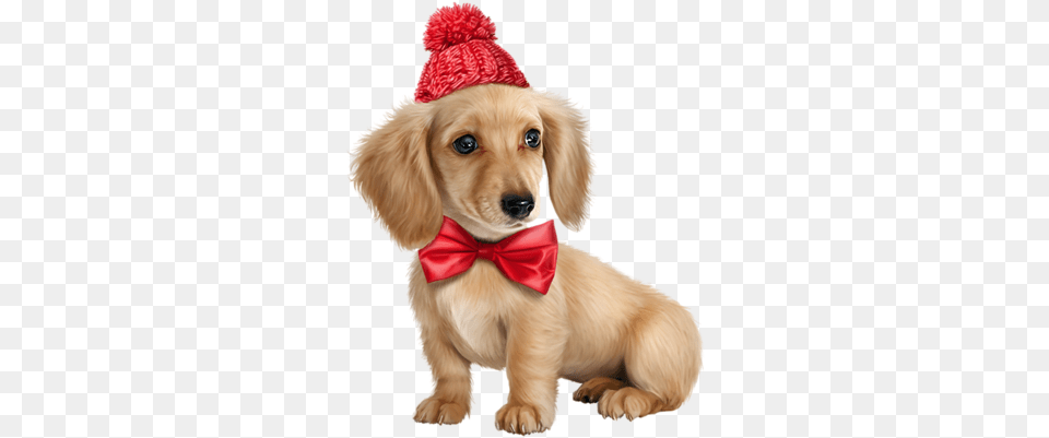 Dog Perros Monos, Animal, Canine, Puppy, Pet Free Png Download