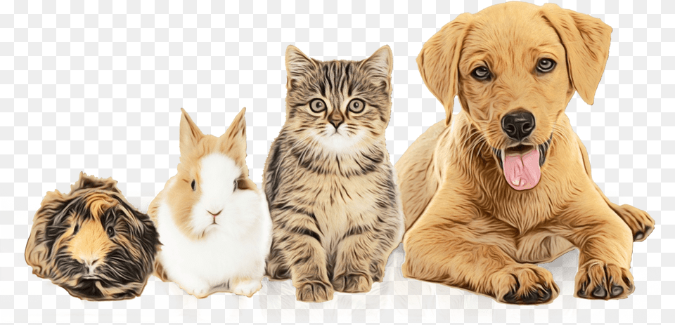 Dog Pet Adoption Prince William County Animal Shelter Animal Pictures With Backgrounds, Canine, Mammal, Cat, Kitten Free Transparent Png