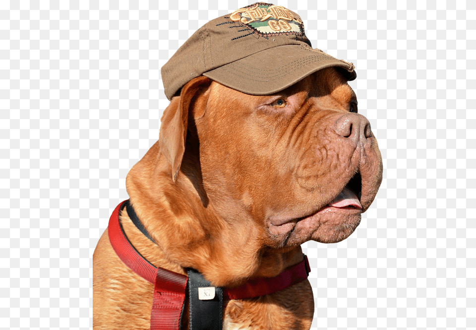 Dog Pet Cap Funny Cute Expressions Bordeaux Dog Dogue De Bordeaux Iphone Cover, Clothing, Baseball Cap, Hat, Mammal Free Png Download