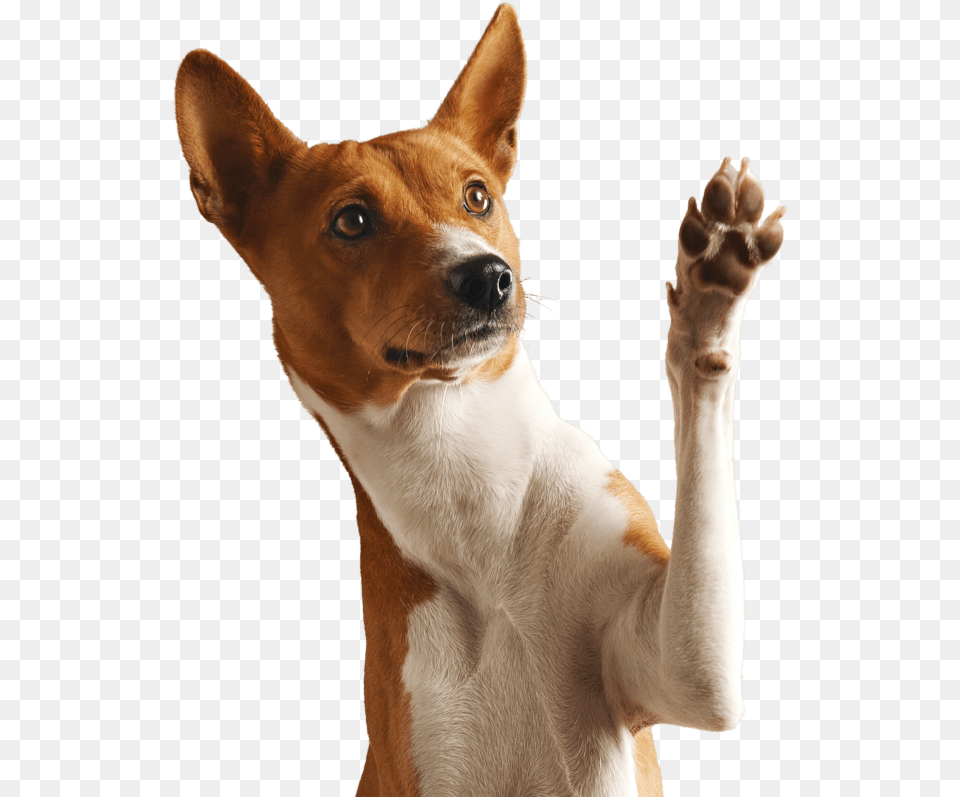 Dog Pet Dog Paw In Air, Body Part, Finger, Hand, Person Png Image