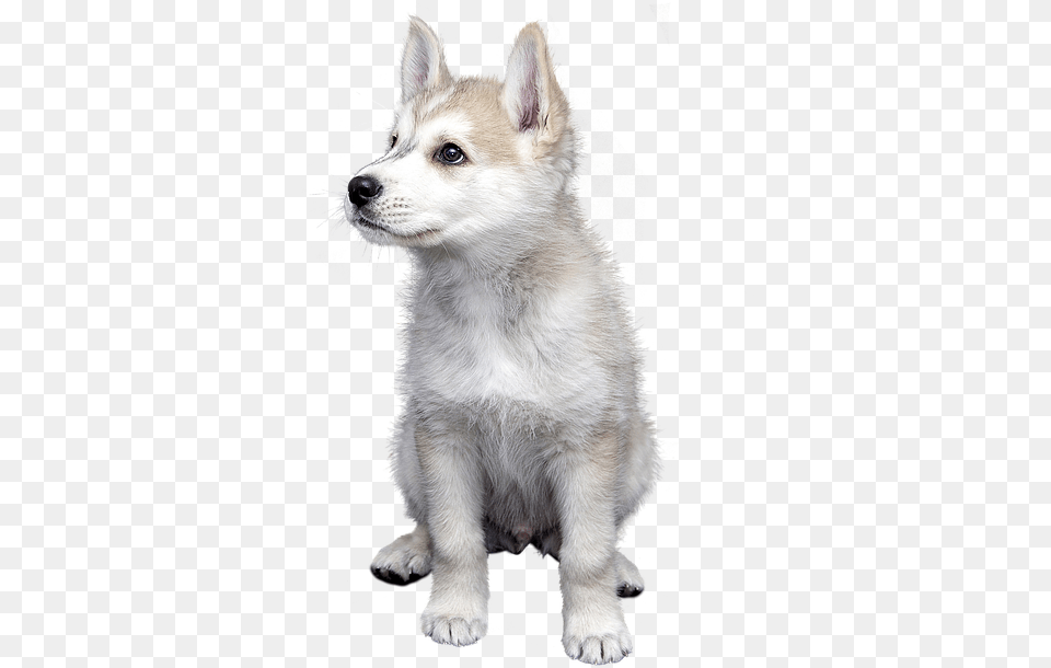 Dog Pet Isolated Animal Friendship Trust Puppies, Canine, Husky, Mammal, Puppy Free Png Download