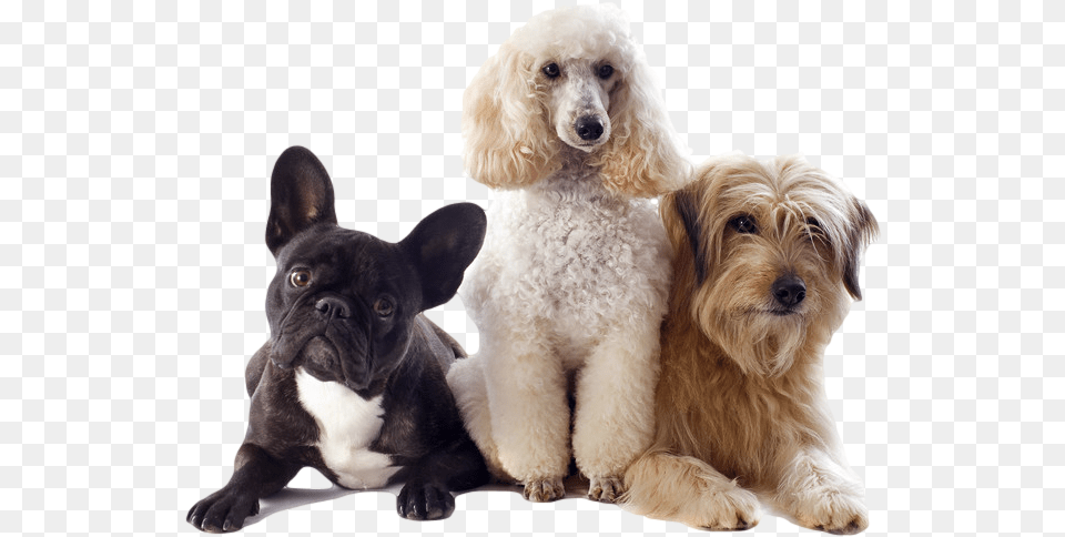 Dog Pet Picture Of Dogs, Animal, Canine, Mammal, Puppy Png