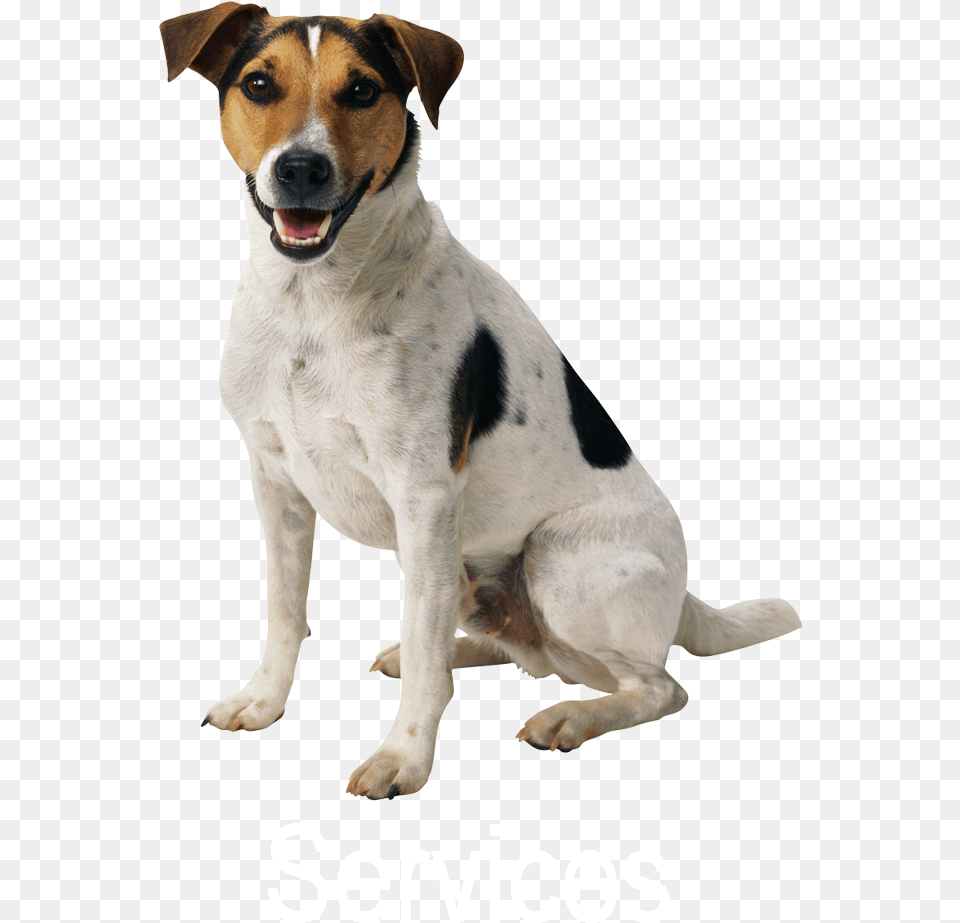 Dog Pet Sitting Puppy Cat Sitting Dog Transparent Background, Animal, Canine, Hound, Mammal Png