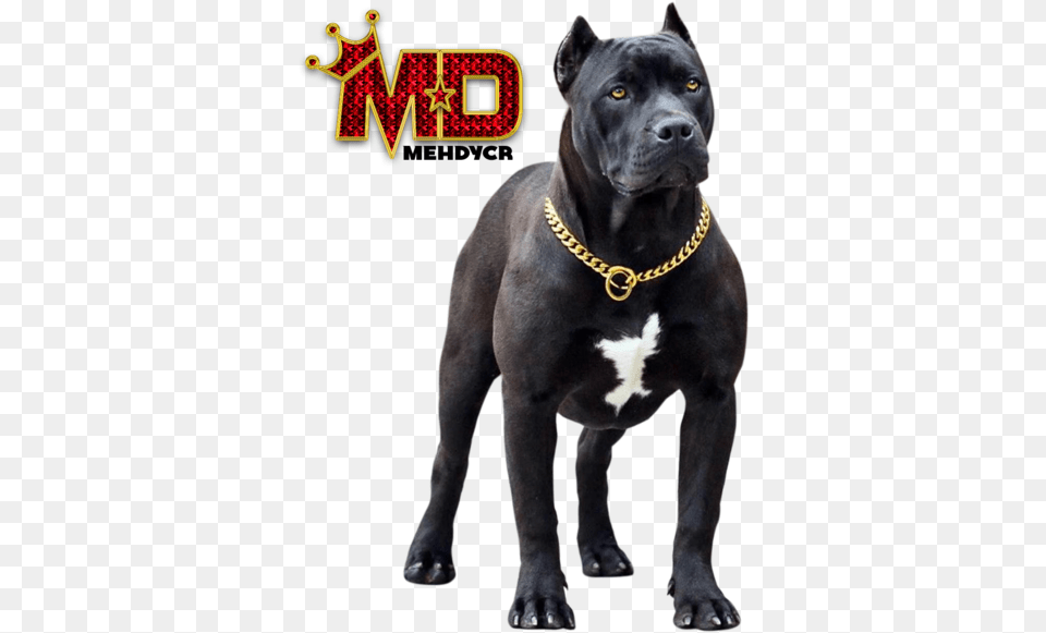 Dog Pitbull With Gold Chain Black Pitbull Dog, Animal, Canine, Mammal, Pet Png