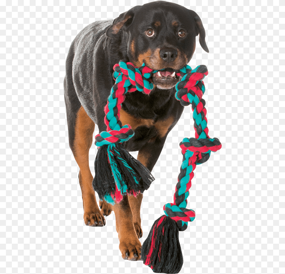 Dog Playing Toy, Animal, Canine, Mammal, Pet Free Png Download