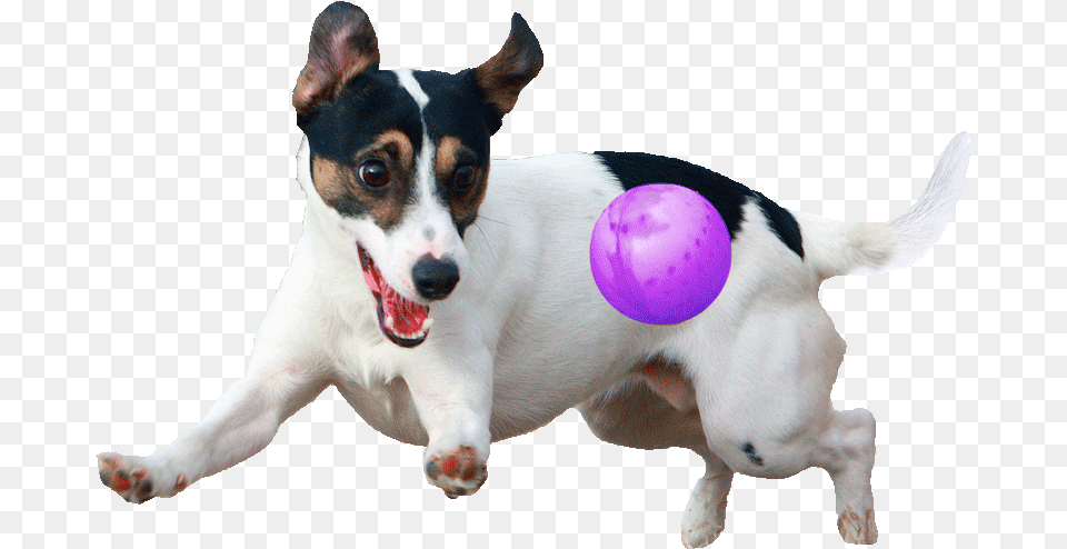 Dog Playing With Ball, Sphere, Pet, Animal, Canine Free Png