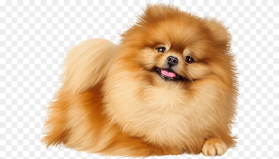 Dog Pom, Animal, Canine, Mammal, Pet Free Png Download