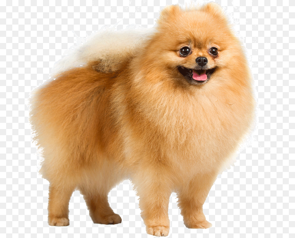 Dog Pomeranian Dog Transparent Background, Animal, Canine, Mammal, Pet Free Png Download