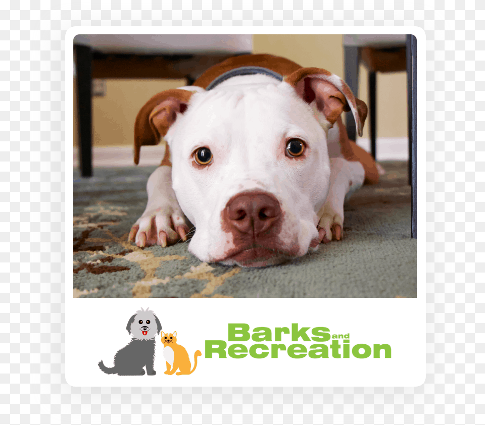 Dog Posing For Barks And Recreation Brown And White Dogo Argentino, Animal, Bulldog, Canine, Mammal Png Image