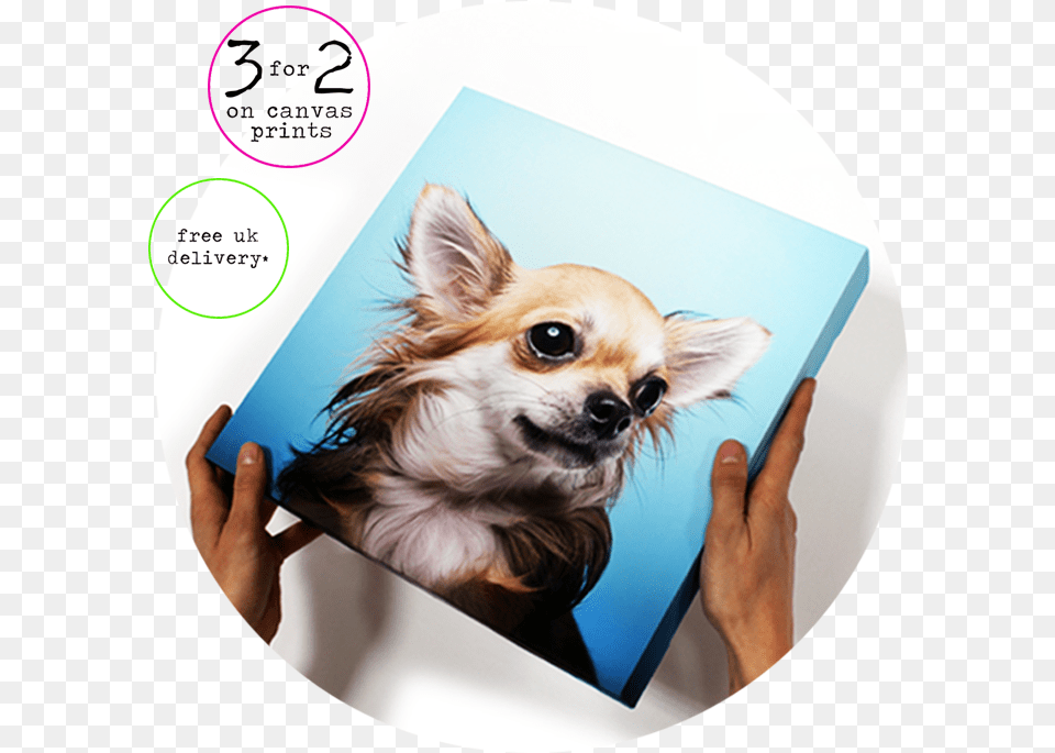 Dog Prints, Animal, Canine, Mammal, Pet Free Png