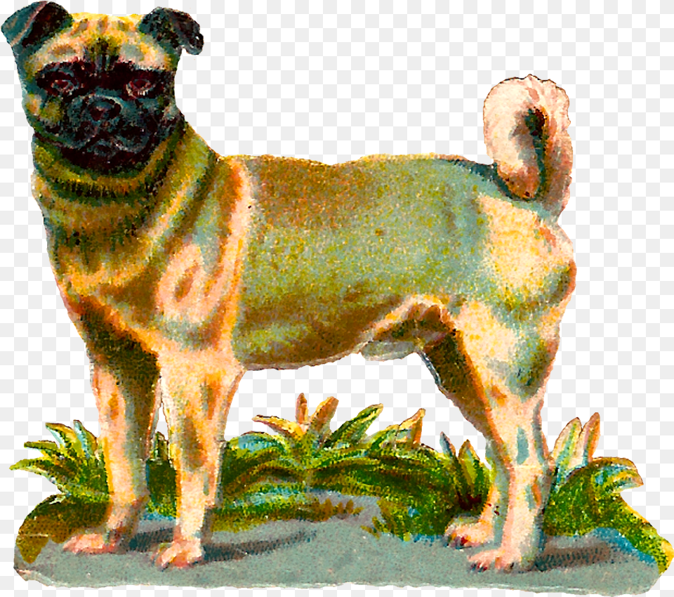 Dog Pug Animal Breed Digital Clipart Download Vintage Dog, Canine, Mammal, Pet Png Image