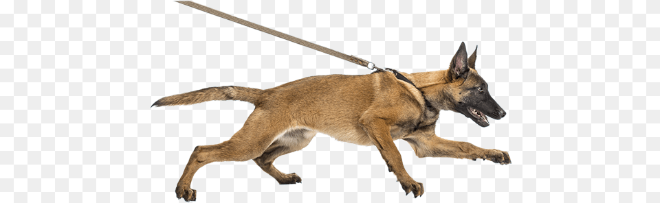 Dog Pullingontheleash Dog Behaviour, Animal, Canine, Mammal, Pet Png Image