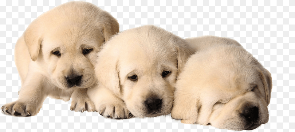 Dog Puppies, Animal, Canine, Mammal, Pet Png