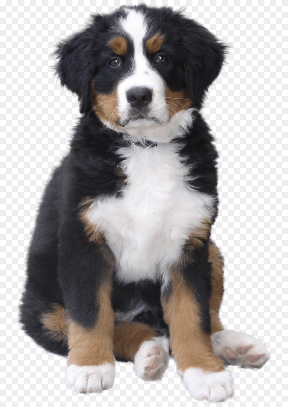 Dog Puppy, Animal, Canine, Mammal, Pet Free Png Download