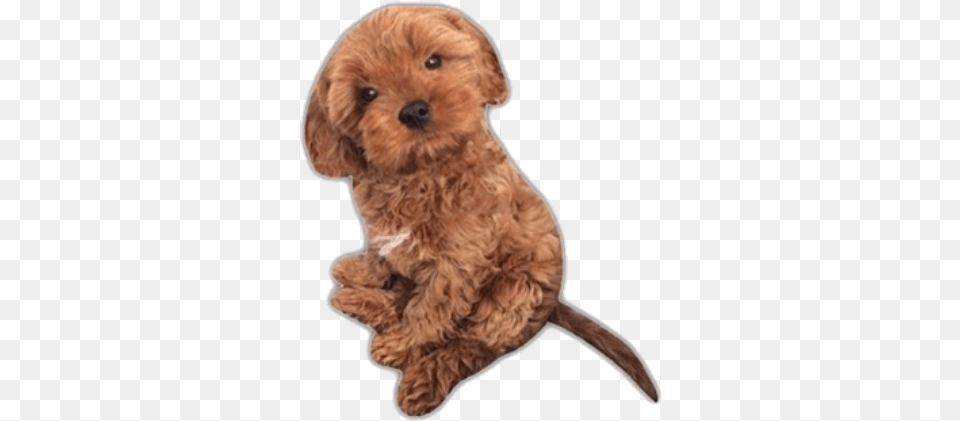 Dog Puppy Cute Aesthetic Niche Companion Dog, Animal, Canine, Mammal, Pet Png