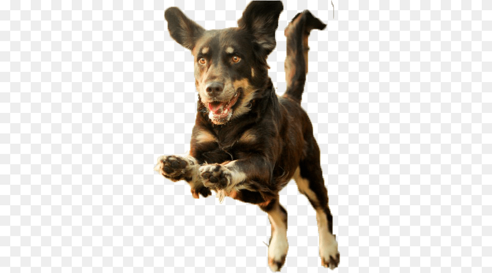 Dog Puppy Runs Background Dog Run, Animal, Canine, Mammal, Pet Free Transparent Png