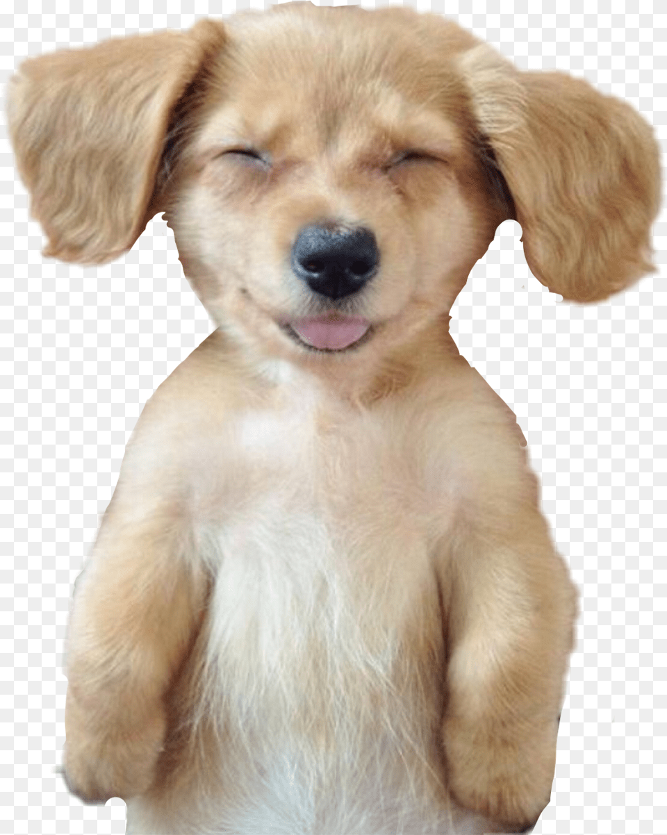 Dog Puppy Sleeping Nap Puppy Cute Smile Dog, Animal, Canine, Golden Retriever, Mammal Free Png
