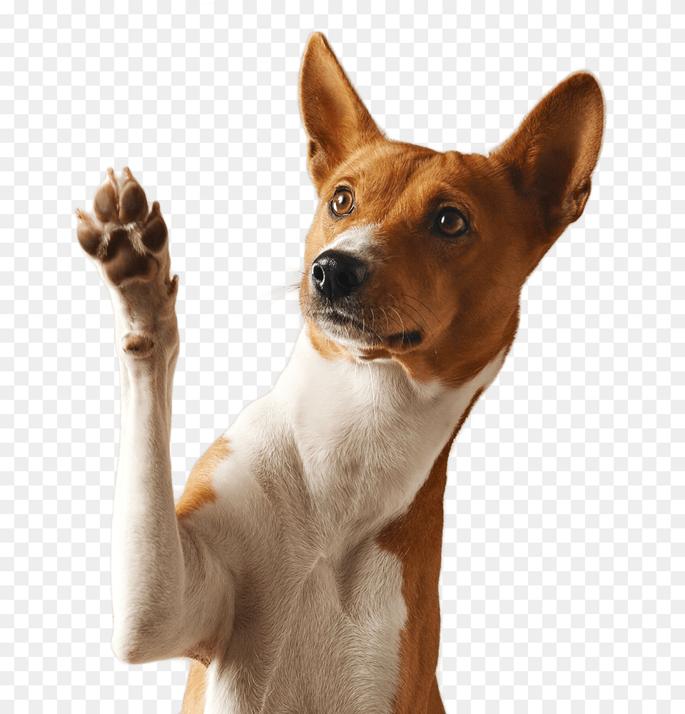 Dog Raising Paw, Animal, Pet, Canine, Mammal Free Transparent Png