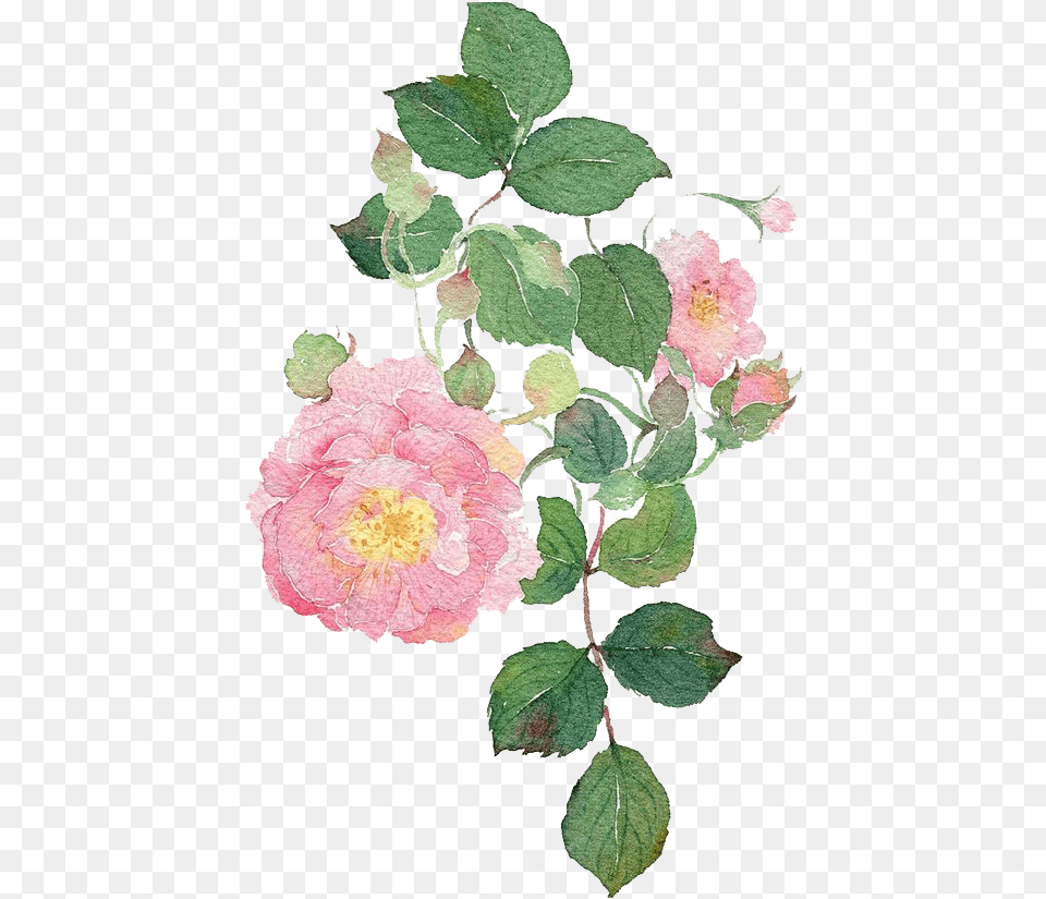 Dog Rose Flower Watercolour, Leaf, Petal, Plant, Dahlia Png