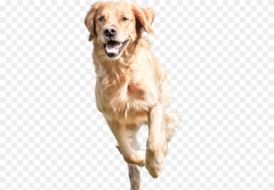 Dog Running 4 Golden Retriever Vs Beagle, Animal, Canine, Golden Retriever, Mammal Free Transparent Png