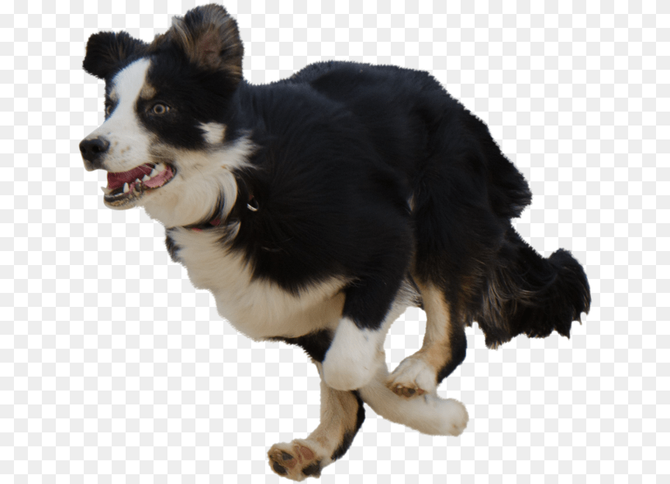 Dog Running Background, Animal, Canine, Mammal, Pet Free Png Download