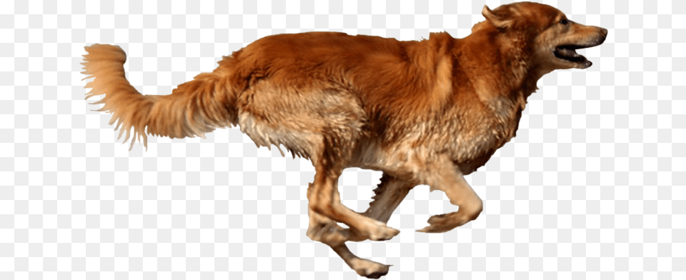 Dog Running Dog Running Transparent Background, Animal, Canine, Golden Retriever, Mammal Free Png
