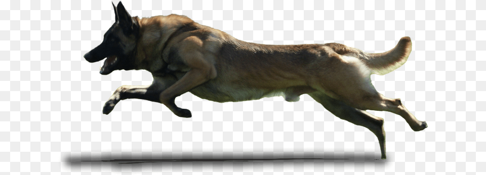 Dog Running Background, Animal, Canine, Mammal, Pet Free Transparent Png