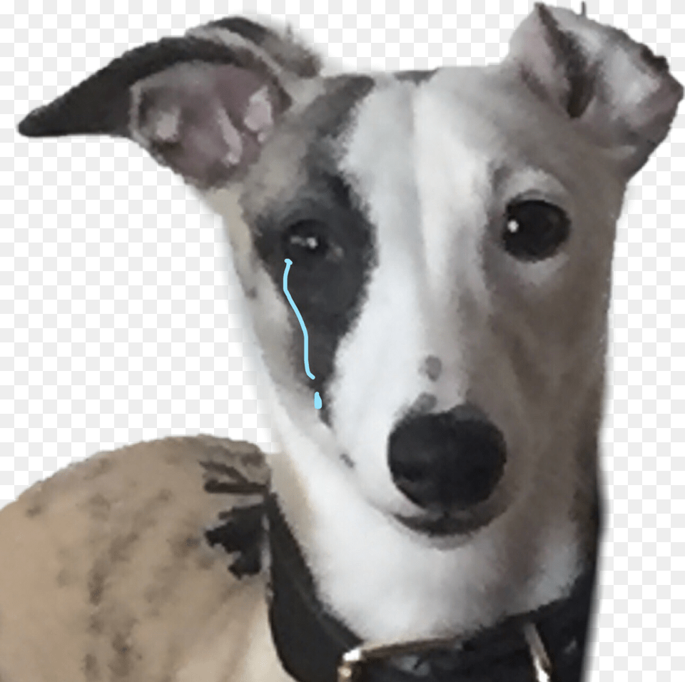 Dog Sad Sadboys Sad Whippet, Animal, Canine, Mammal, Pet Png Image