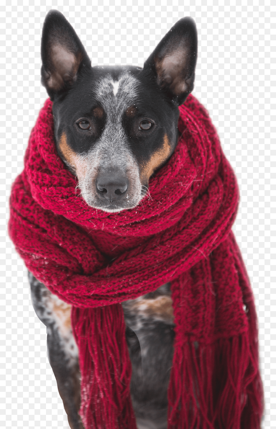 Dog Scarf Red Pet Pets Animals Dogs Wearing Scarves In The Snow Free Transparent Png