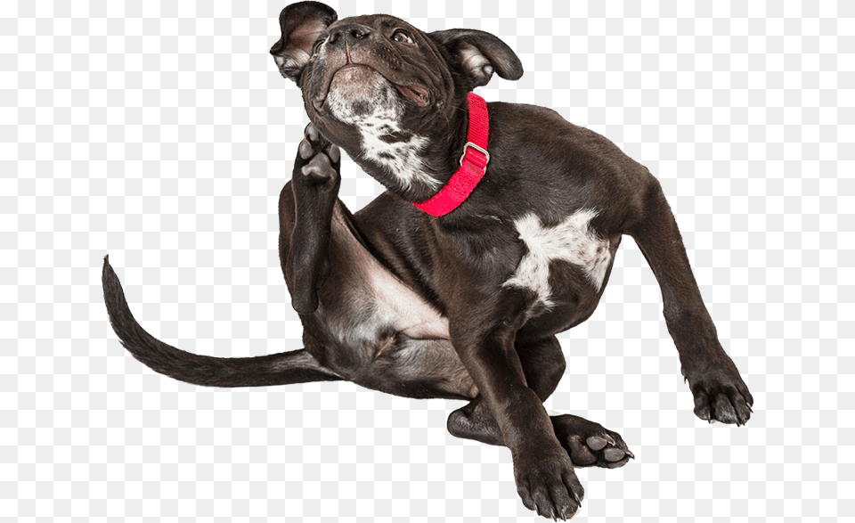 Dog Scratching Ear Dog Catches Something, Animal, Canine, Mammal, Pet Png