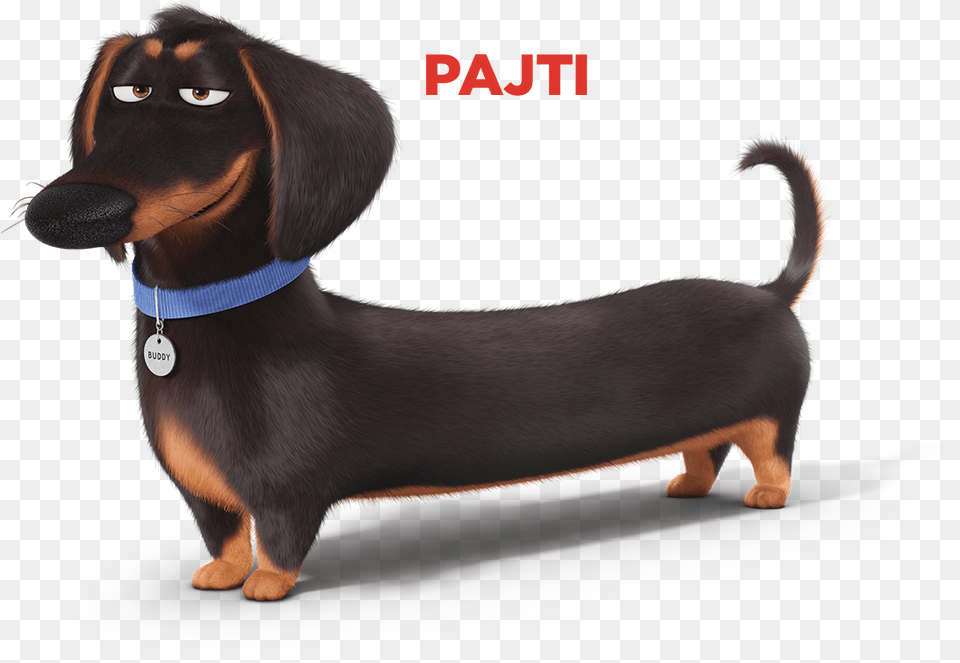 Dog Secret Life Of Pets Characters, Snout, Animal, Canine, Mammal Free Transparent Png