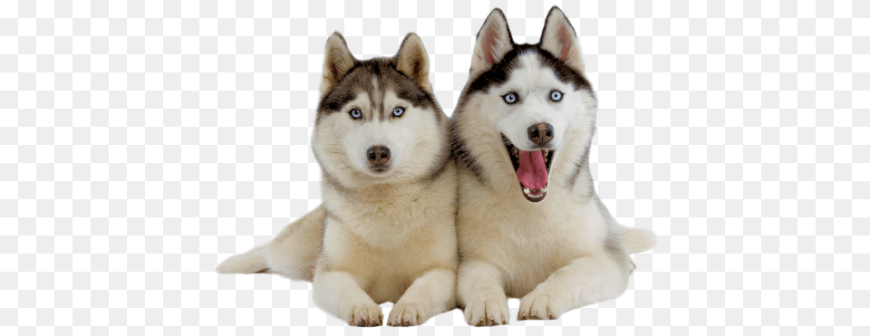 Dog Shampoo Husky Puppy Wallpaper Backgrounds Dog Siberian Husky, Animal, Canine, Mammal, Pet Free Png