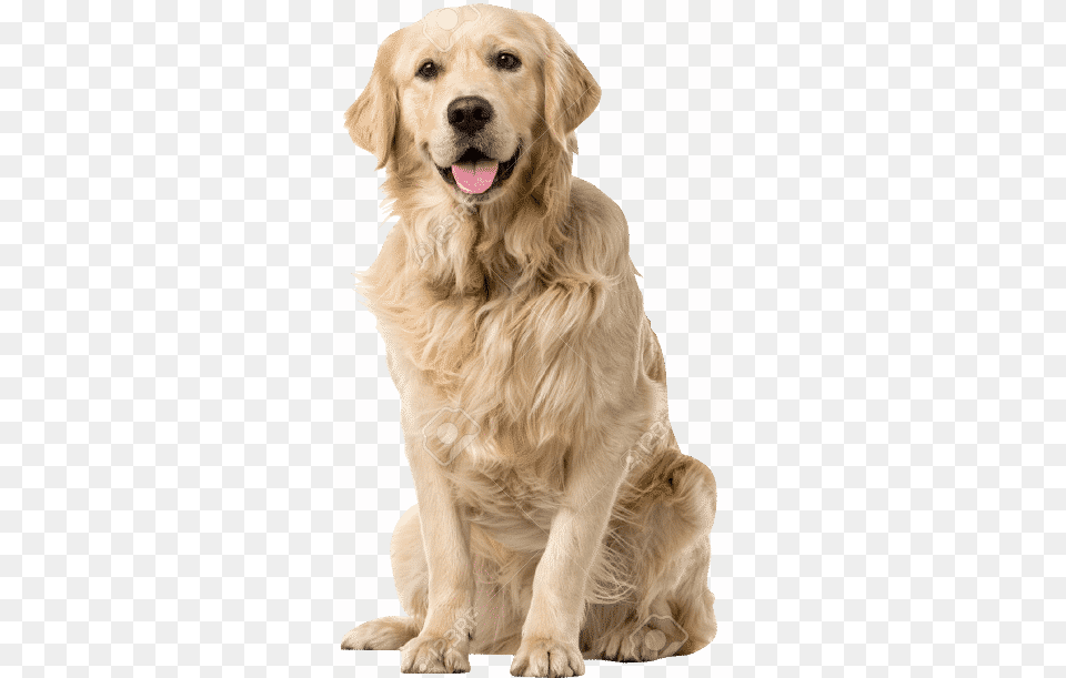 Dog Sitting Download Dog Pet Animals, Animal, Canine, Golden Retriever, Mammal Free Transparent Png