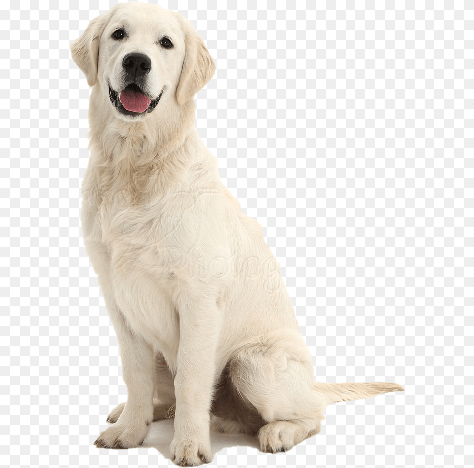 Dog Sitting File Dog Sitting, Animal, Canine, Mammal, Pet Png Image