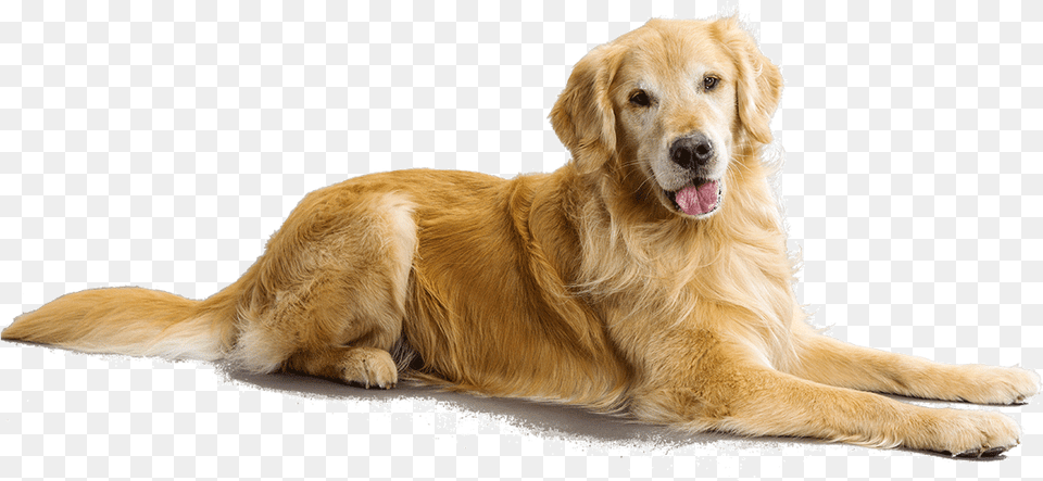 Dog Sitting Golden Retriever Transparent Background, Animal, Canine, Golden Retriever, Mammal Free Png