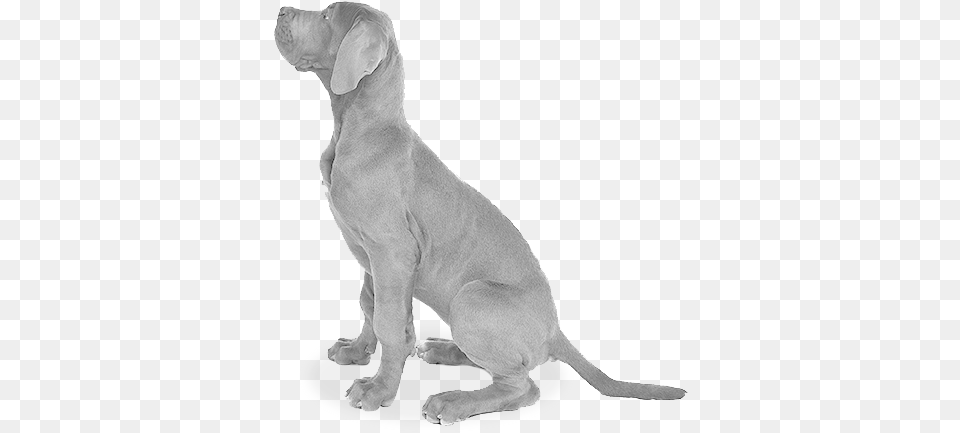 Dog Sitting Grey Dog, Animal, Canine, Mammal, Pet Free Png Download