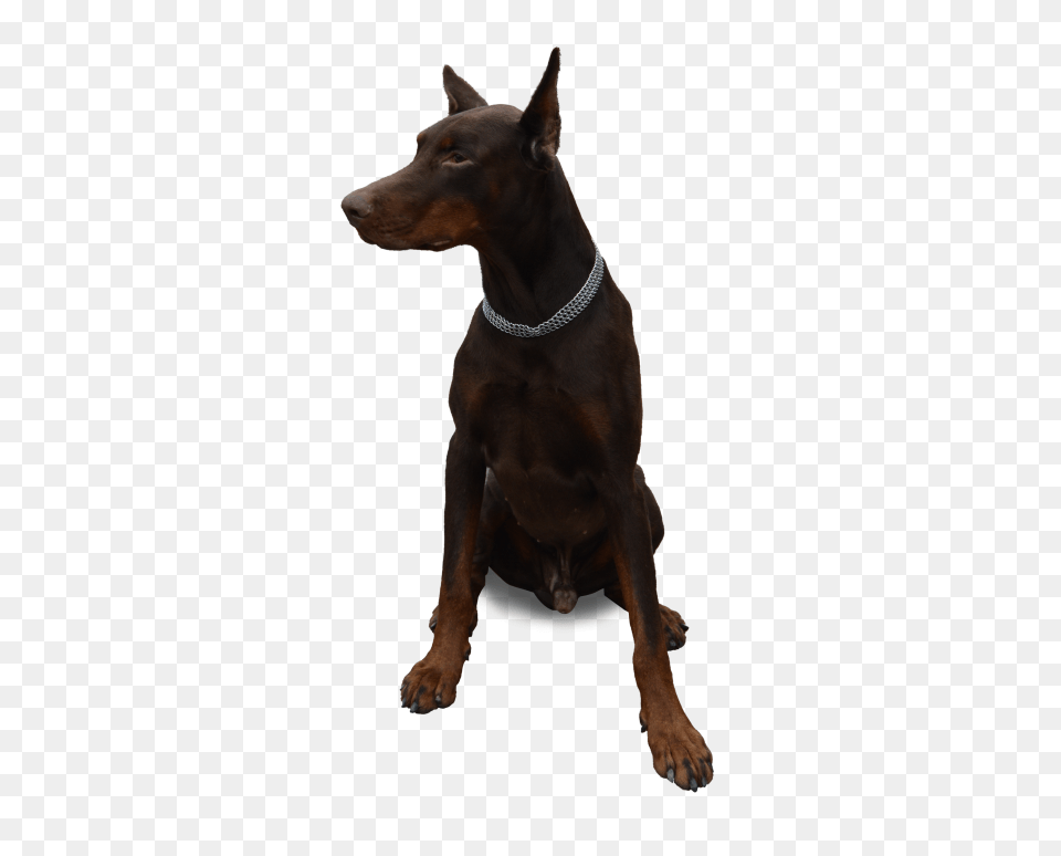 Dog Sitting Image, Animal, Canine, Mammal, Pet Free Png Download