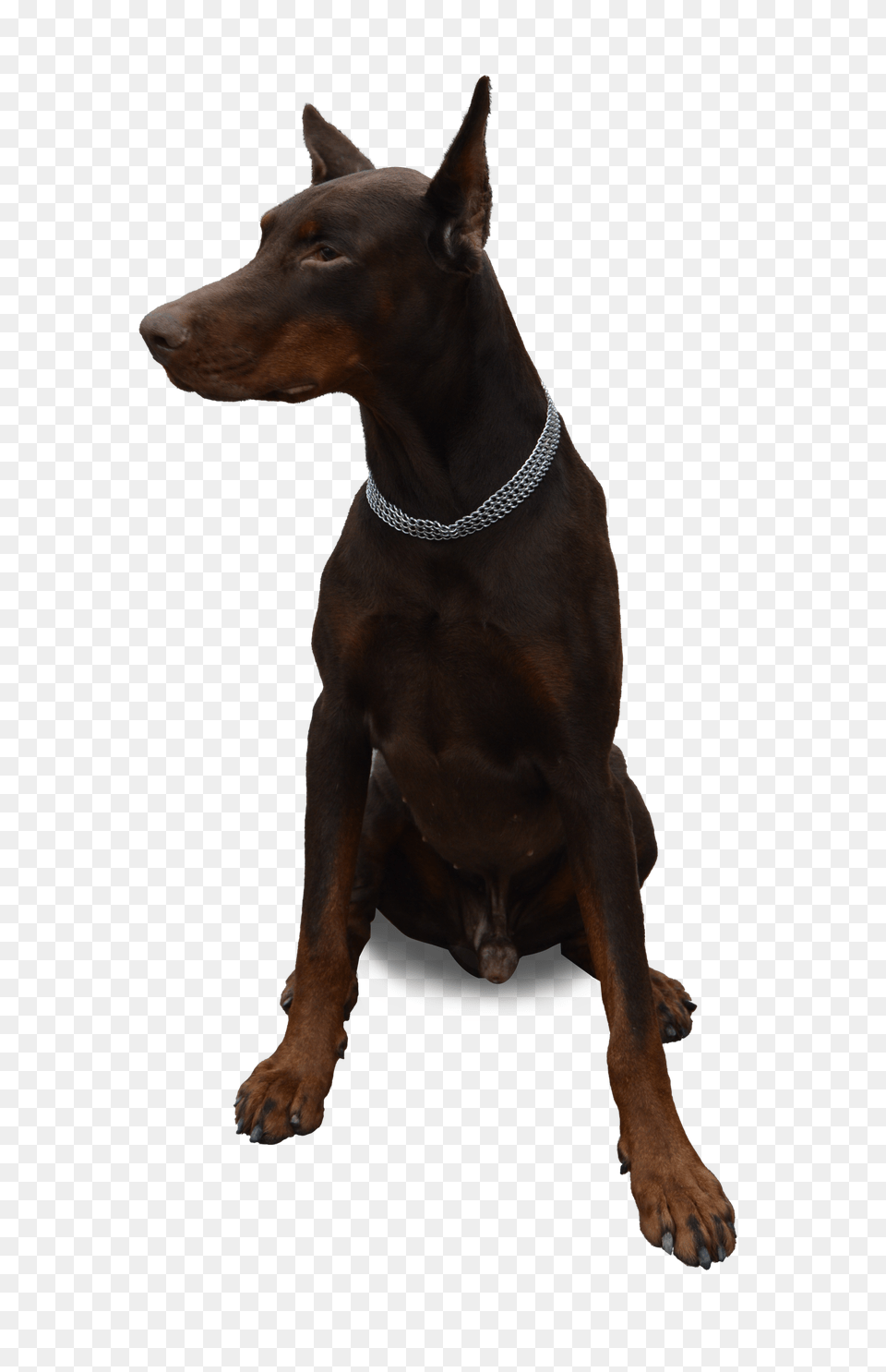 Dog Sitting Image, Accessories, Animal, Canine, Mammal Png