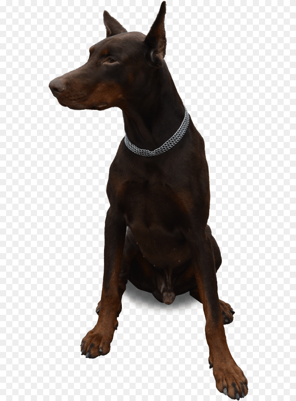 Dog Sitting Image Dog Sitting Transparent, Accessories, Animal, Canine, Mammal Free Png Download