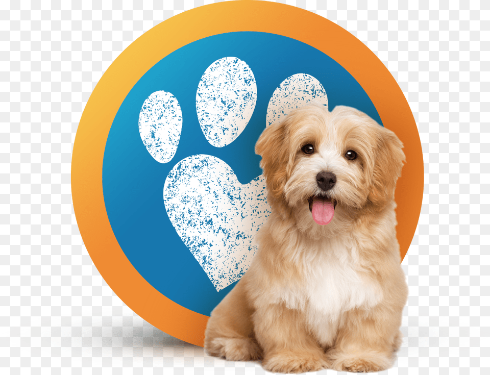 Dog Sitting Pet Sitting Marshmallow Dog, Animal, Canine, Mammal, Puppy Free Png