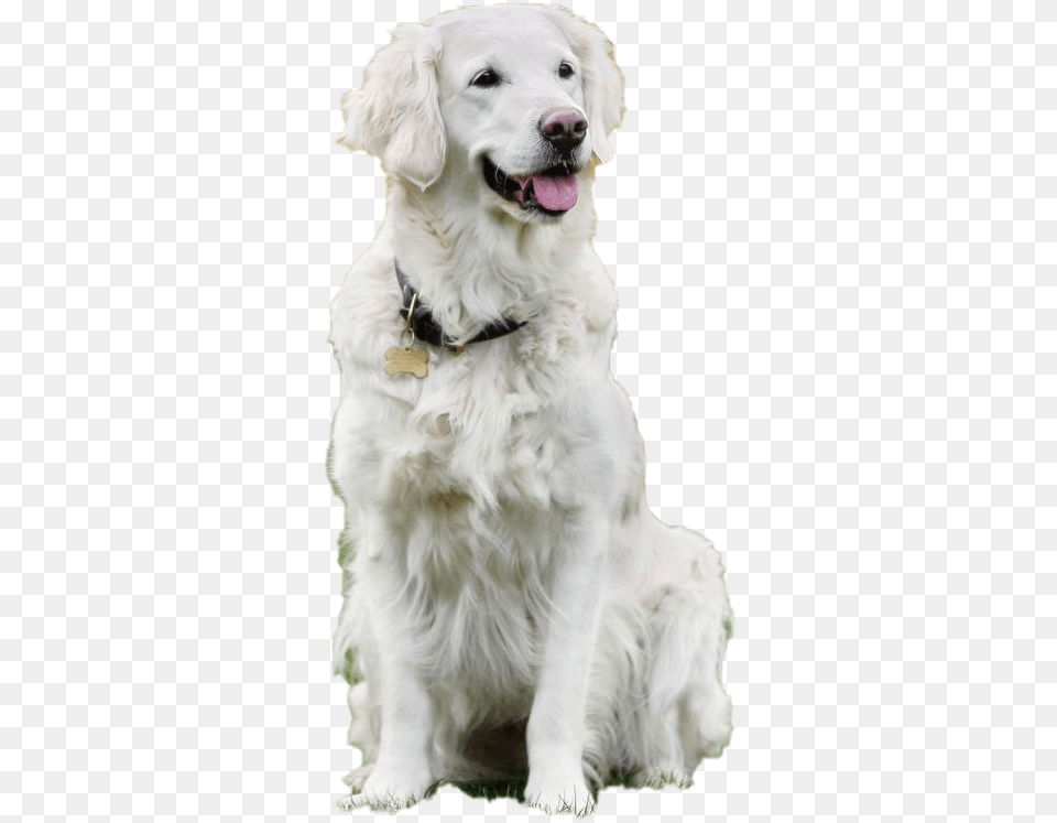 Dog Sitting Transparent Background Slovak Cuvac, Animal, Canine, Mammal, Pet Png Image