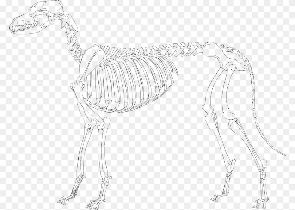 Dog Skeleton Clipart Download Skeleton Clipart Sketch, Gray Free Png