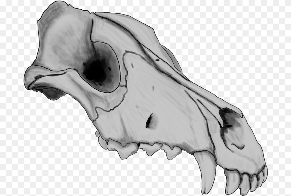 Dog Skull By Szczygly D6qh39p1 Animal Jam Clans, Person, Art, Ct Scan Free Transparent Png