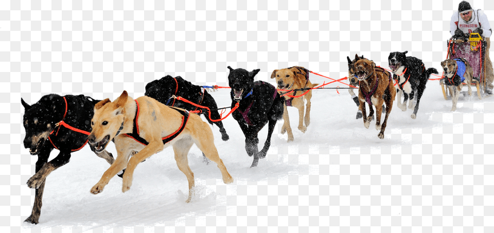 Dog Sled, Nature, Outdoors, Pet, Person Png Image