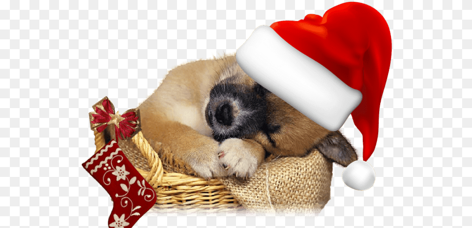 Dog Sleeping Background, Gift, Animal, Puppy, Pet Free Transparent Png