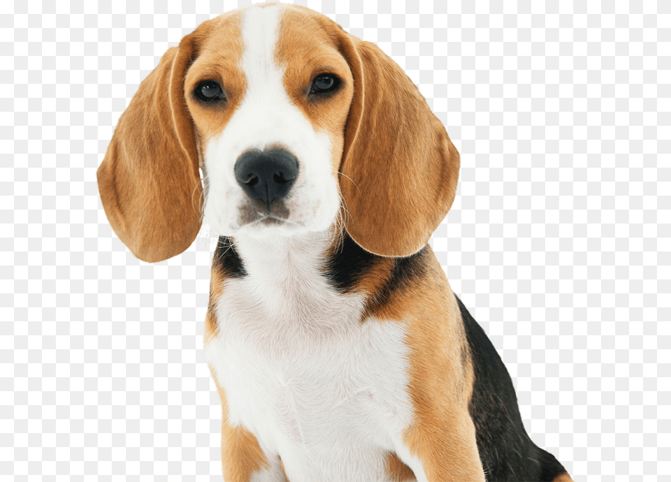 Dog Small Dogs Breed, Animal, Beagle, Canine, Hound Free Png